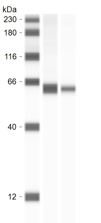 Monoamine Oxidase B Antibody - BSA Free NBP1-59569